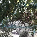 Sulla Strada Di San Francesco *