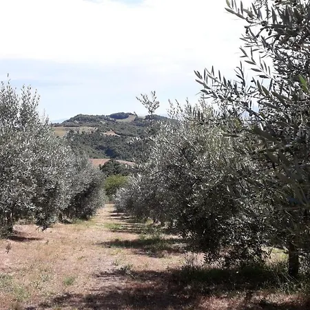 Sulla Strada Di San Francesco אסיסי