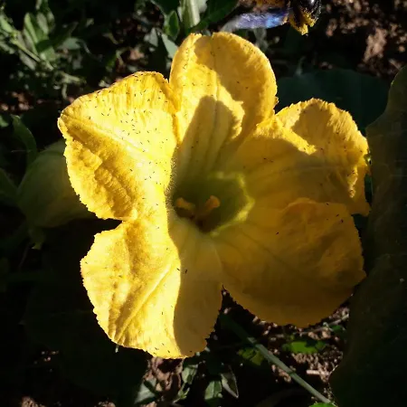 Sulla Strada Di San Francesco *