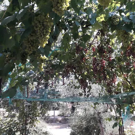 Sulla Strada Di San Francesco *