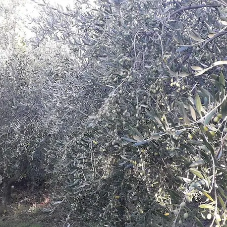 Séjour à la campagne Sulla Strada Di San Francesco *