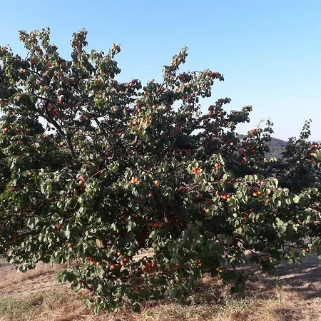 Εξοχικό σπίτι Sulla Strada Di San Francesco Ασίζη