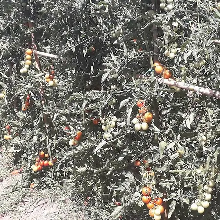 Venkovský dům Sulla Strada Di San Francesco *