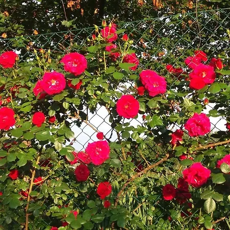 Sulla Strada Di San Francesco * 아시시