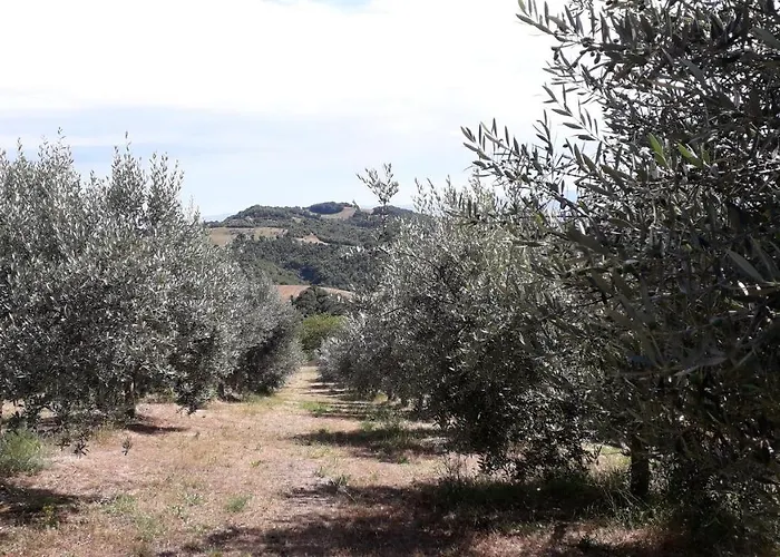 Sulla Strada Di San Francesco Assisi