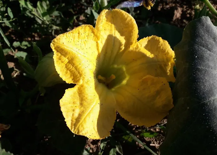 Sulla Strada Di San Francesco *