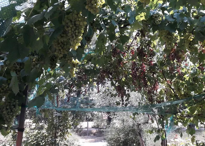 Sulla Strada Di San Francesco *