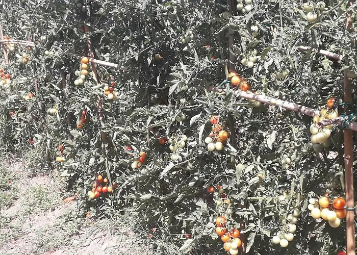 Venkovský dům Sulla Strada Di San Francesco *