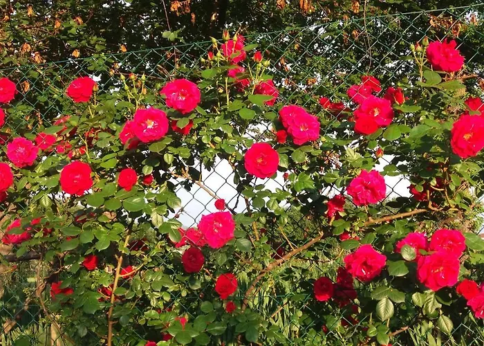 Sulla Strada Di San Francesco * Assisi